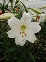 [4121 White Triumph VZ No02.JPG]